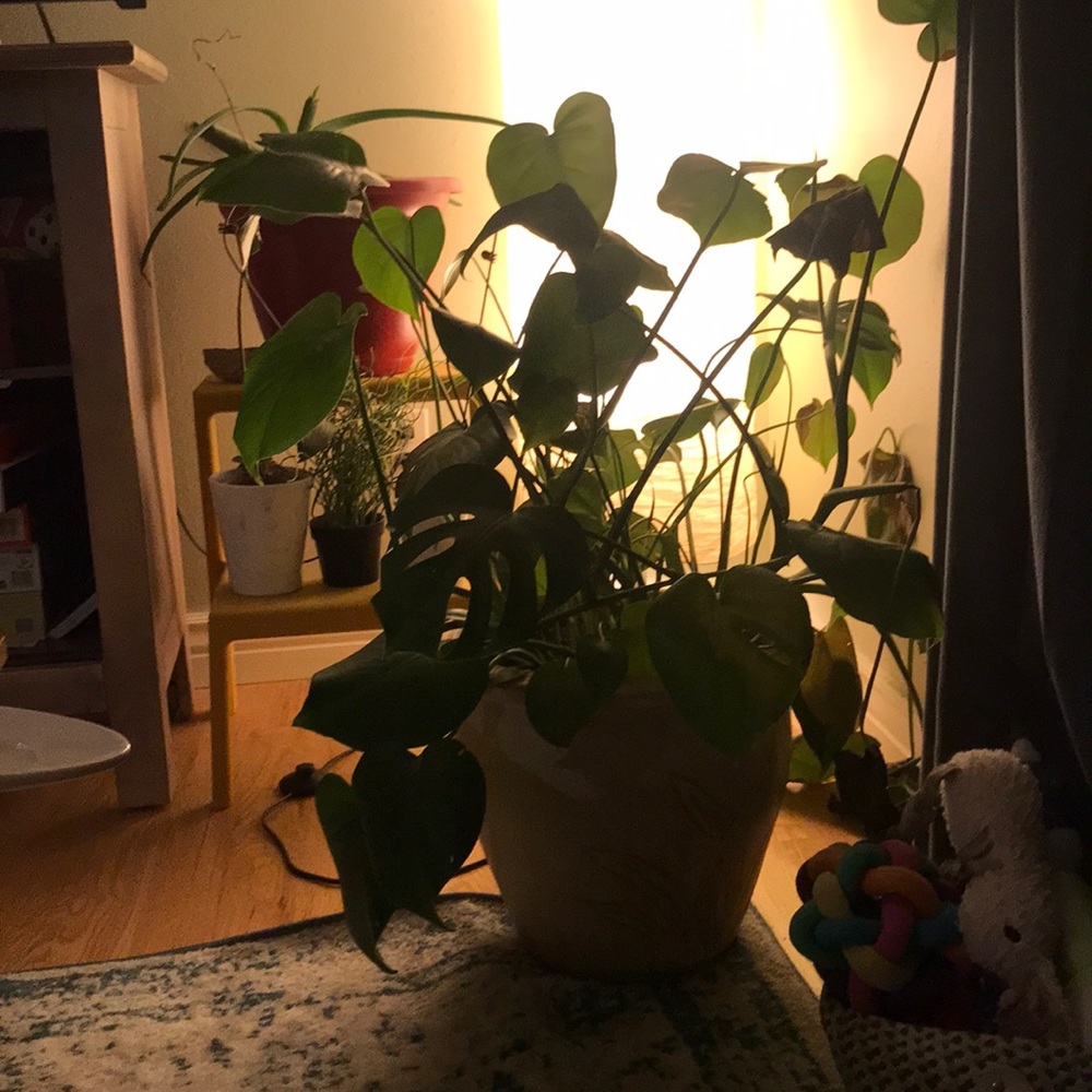 Meet your Posher, Jen